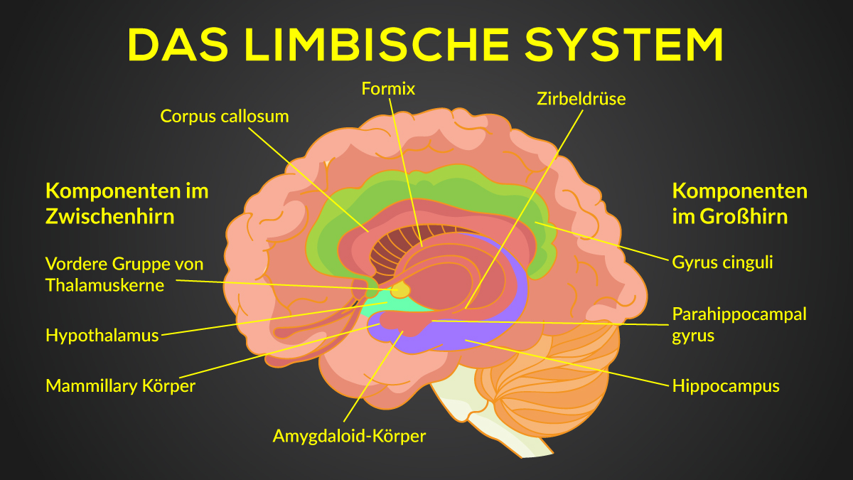 Das Lymbische System