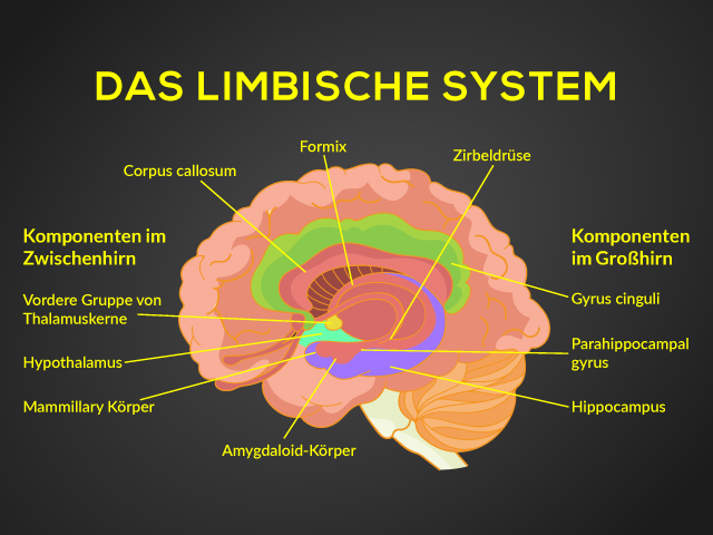 Das Lymbische System
