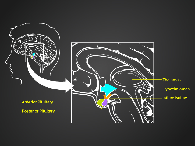 Das menschliche Gedächtnis - Der Hypothalamus