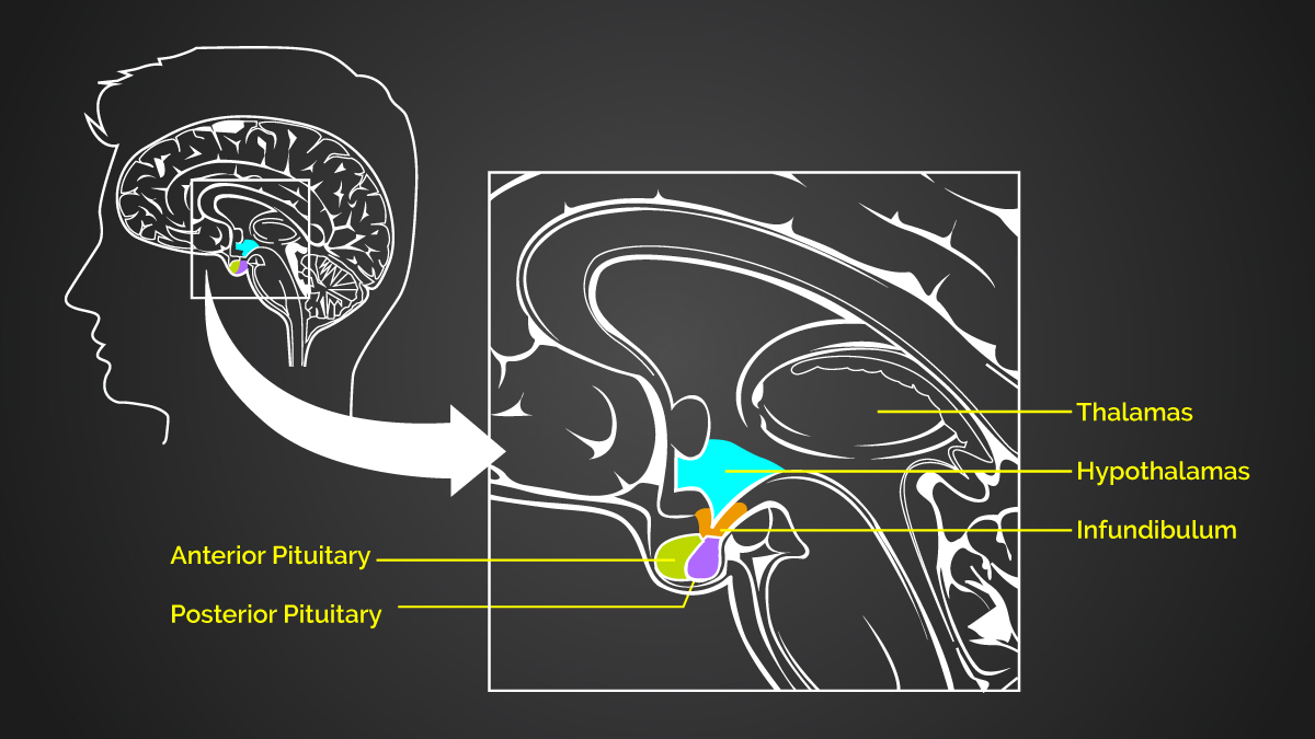 Das menschliche Gedächtnis - Der Hypothalamus