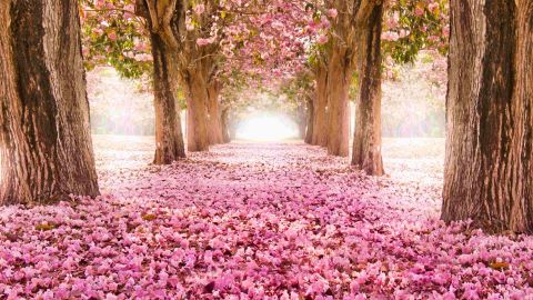 Achtung - zu viel Romantik schadet. Waldweg bedeckt mit rosa Blätter