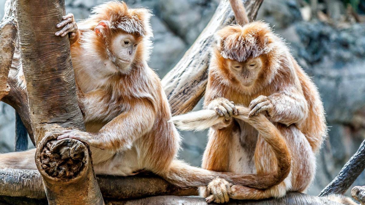 Dauersingle mit Beziehungswunsch. 2 Affen die sich lausen